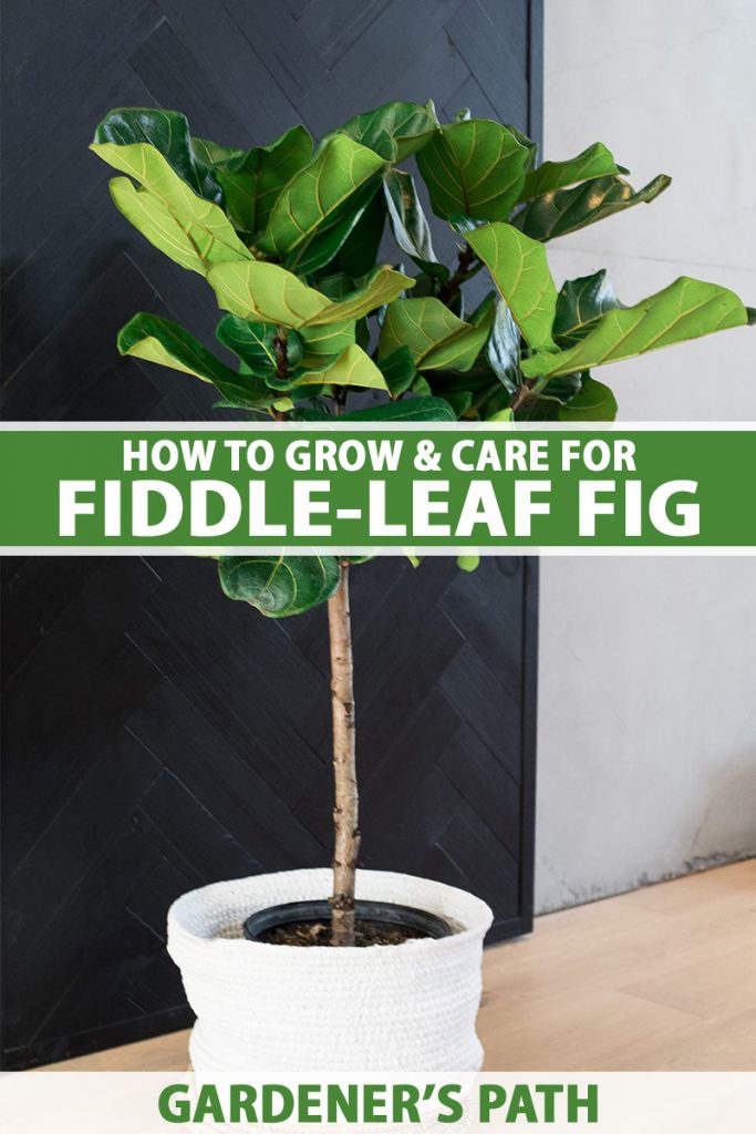 What are the signs of fiddle leaf fig root rot