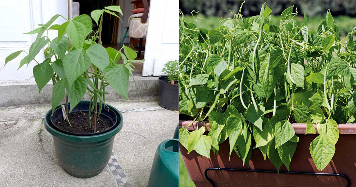 How to grow French beans