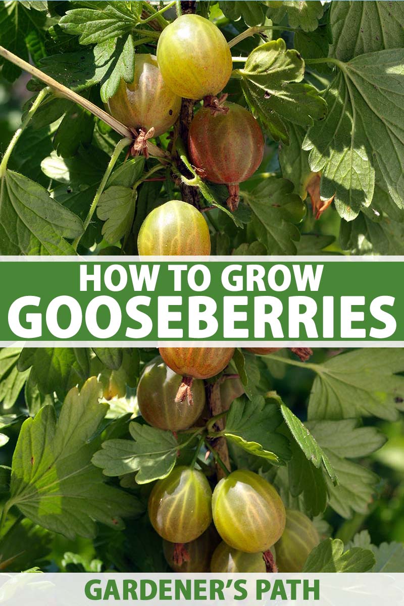 How to grow gooseberries – an expert guide