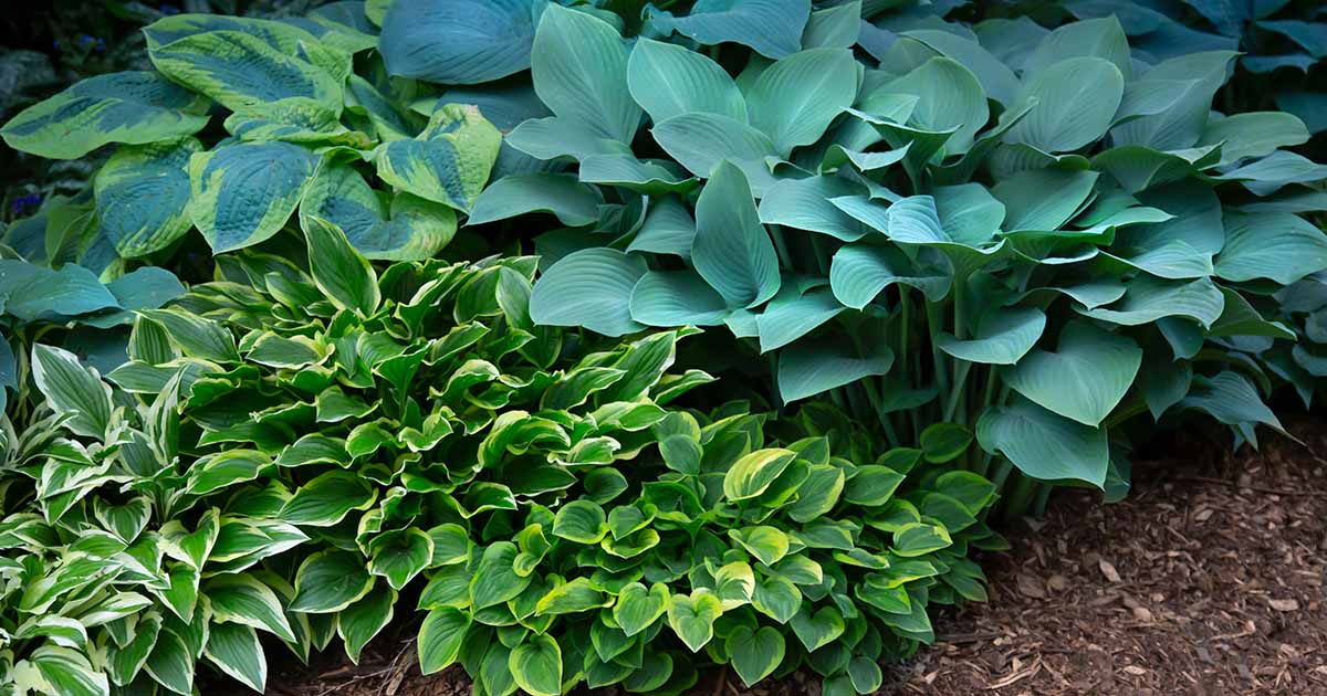 Should you cut back hostas in the fall Experts advise on what to do this season