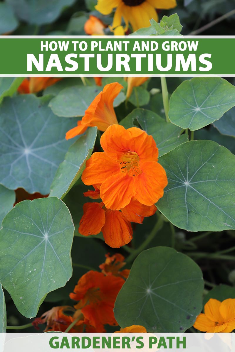 Transplanting nasturtium seedlings