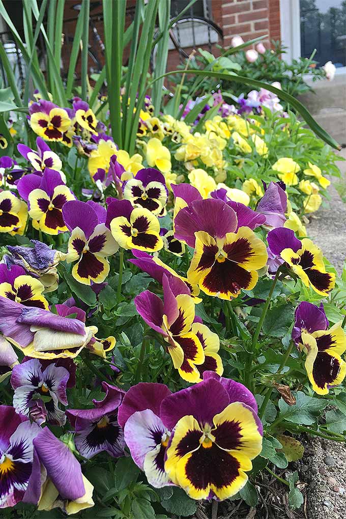 When to plant pansies – for a backyard filled with long-lasting color