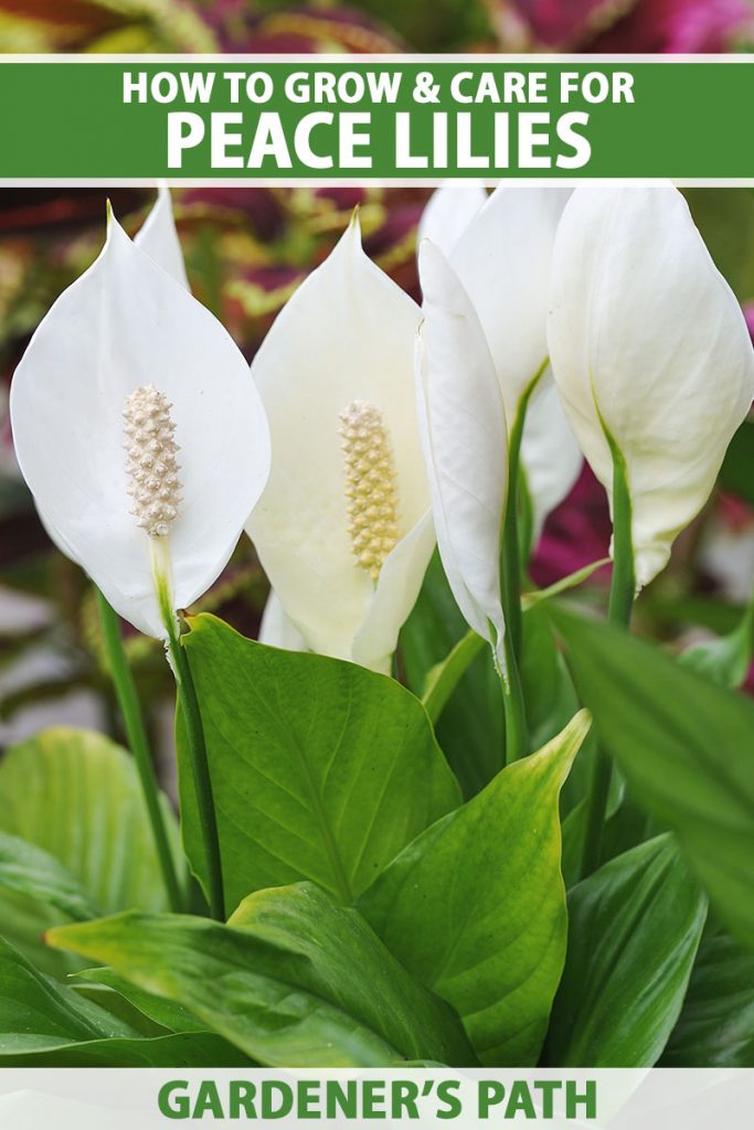 When should you prune your peace lily