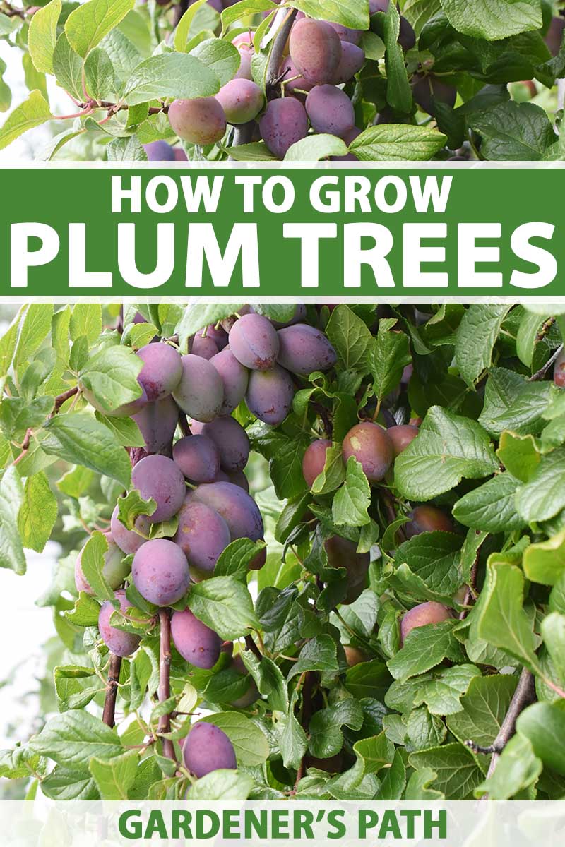 Do I need 2 plum trees to produce fruit?