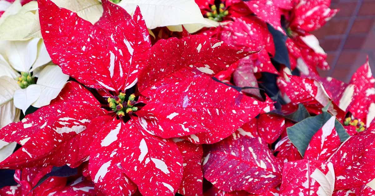 Poinsettia care tips – discover how to make this festive favorite flourish