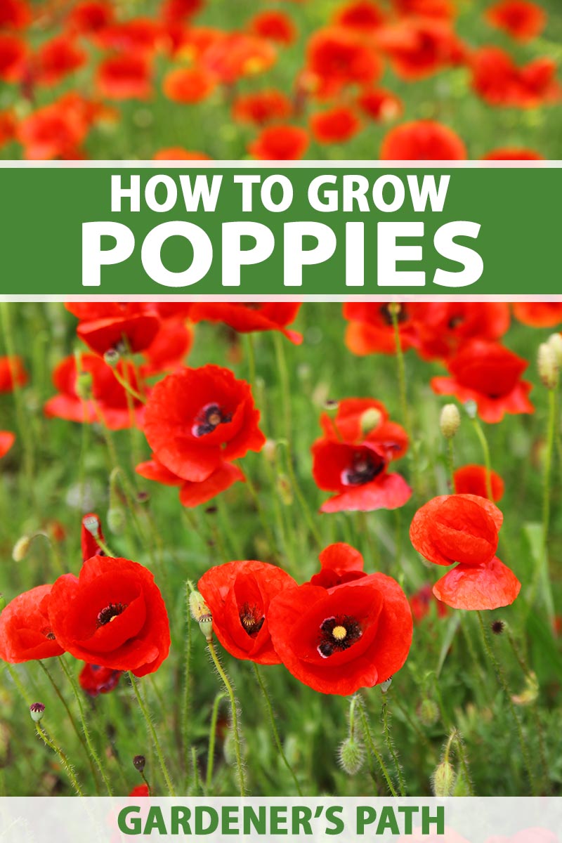 How to grow poppies