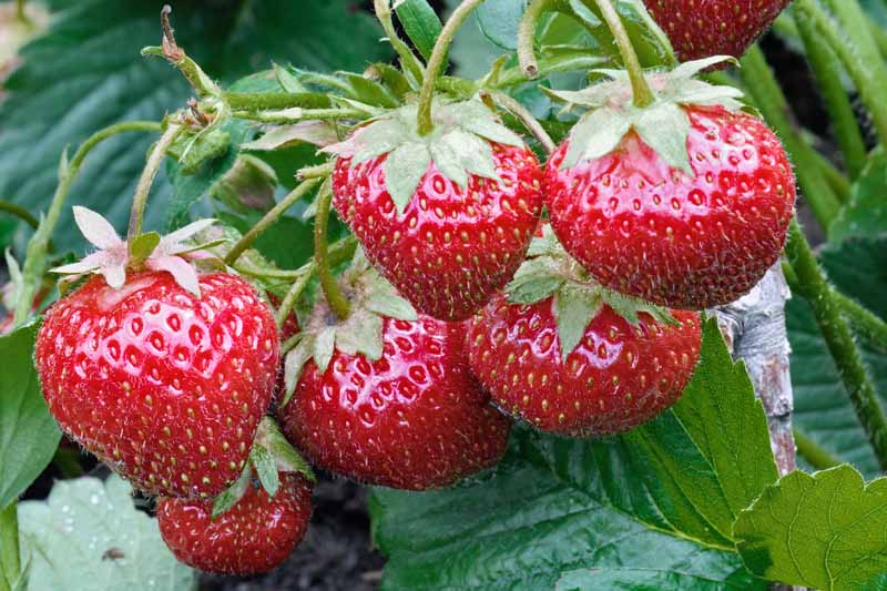 Can you grow strawberries from a strawberry top
