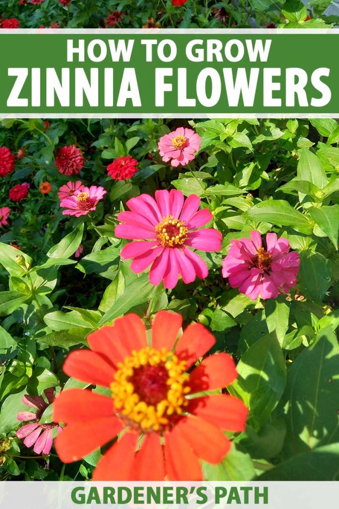 How to collect zinnia seeds – step-by-step guide