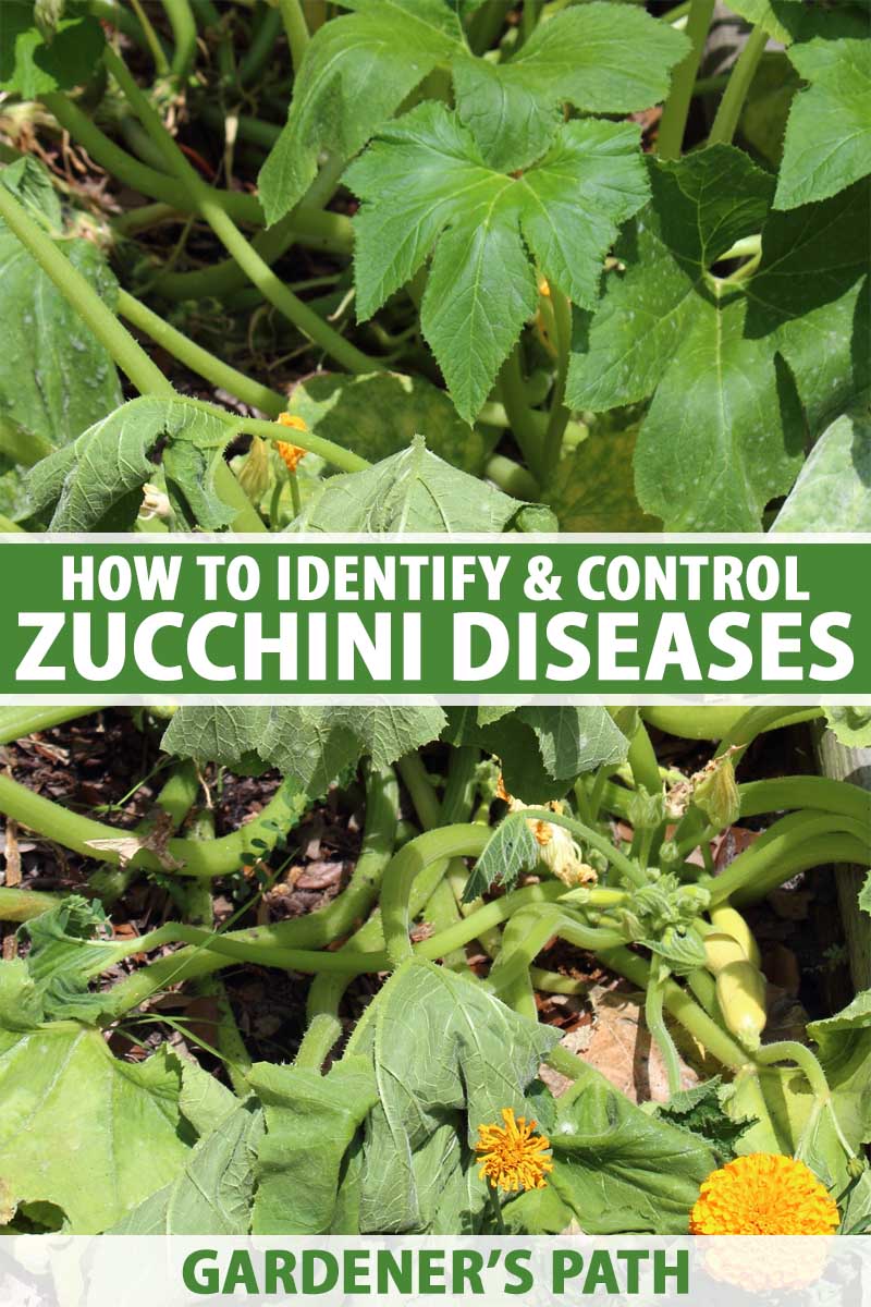 Expert solutions to remove mildew from zucchini plants