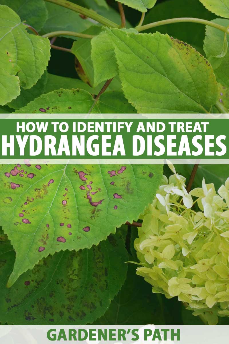 Why brown spots on hydrangea leaves appear – and an expert trick to cure them