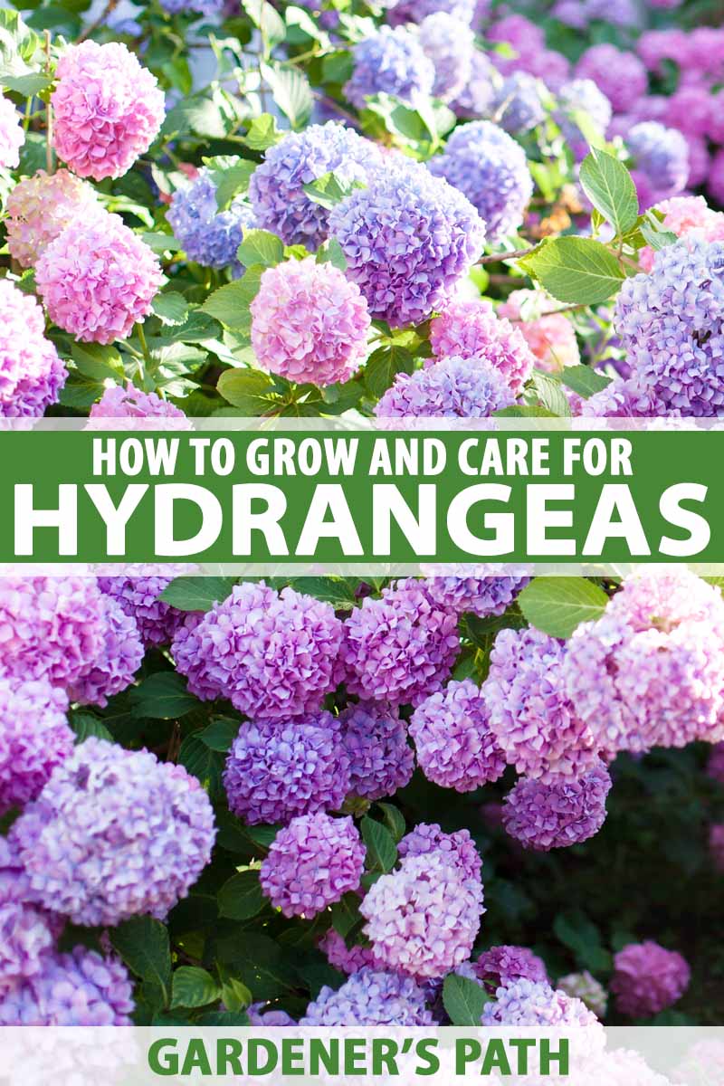 How to grow hydrangeas – when where and how to plant and care for them