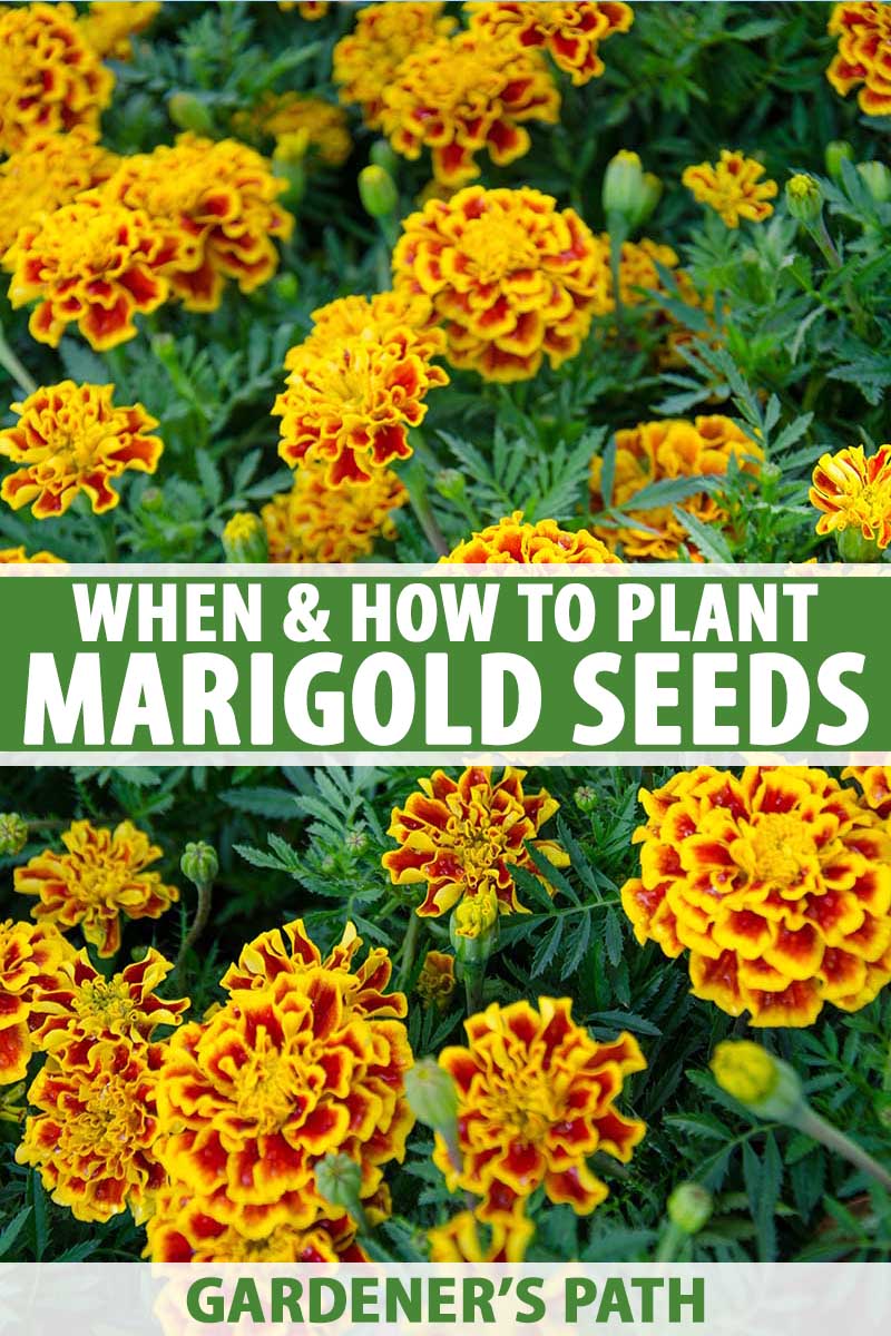 What should I grow with marigolds
