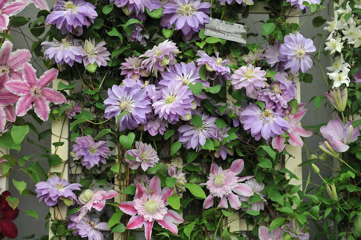 How do I keep my clematis flowering all summer