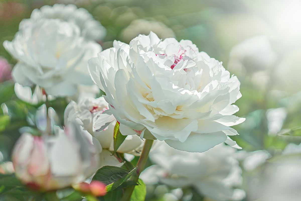 Step-by-step guide to propagating peonies