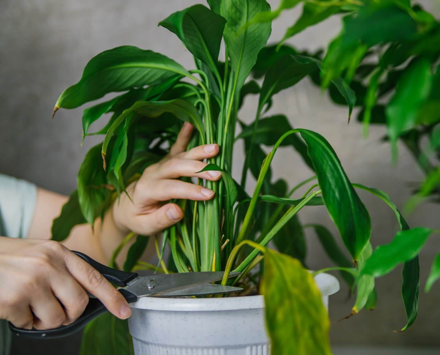 When to prune a peace lily