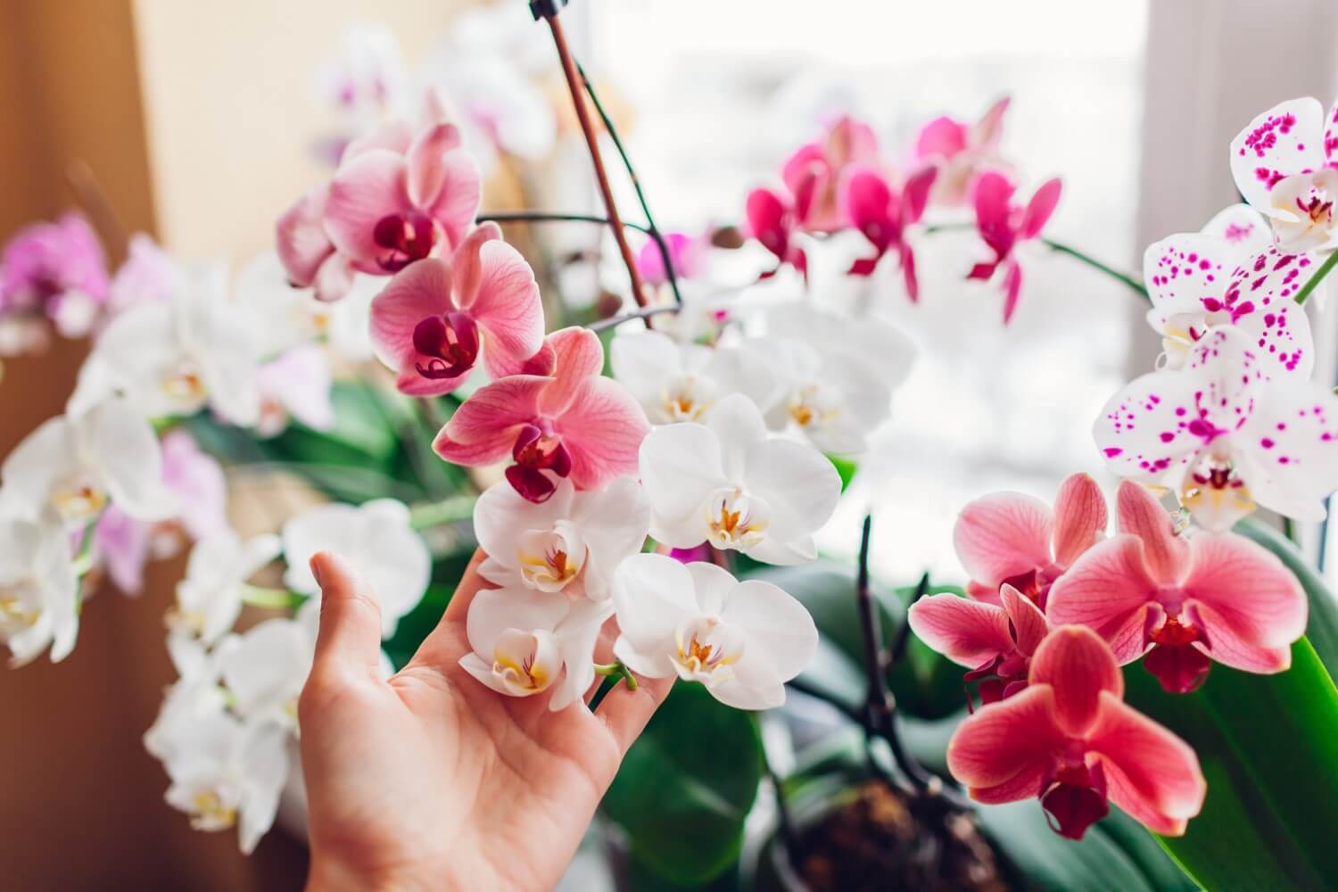 When to repot orchids