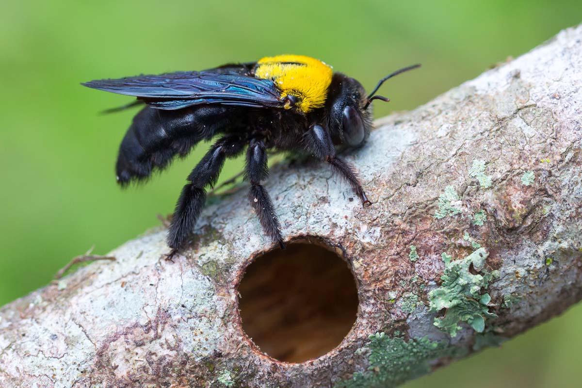 How can I spot carpenter bee damage