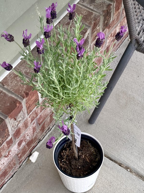 Can I transplant lavender in summer