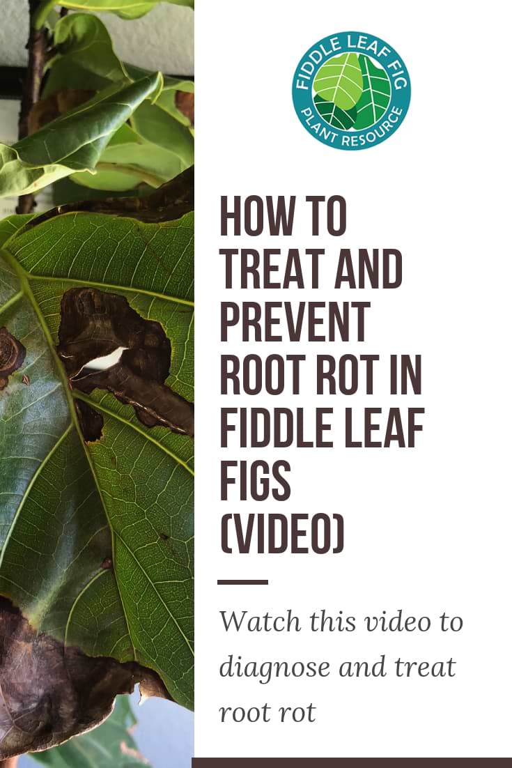2. Water your fiddle leaf fig properly