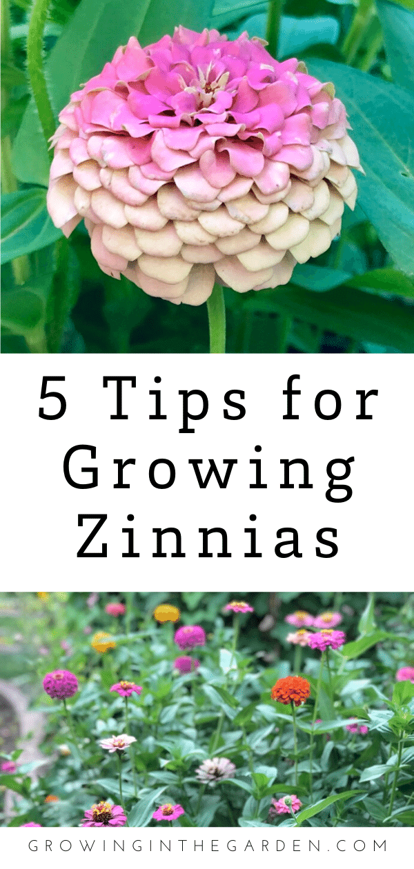 How to grow zinnias – plant care and maintenance tips