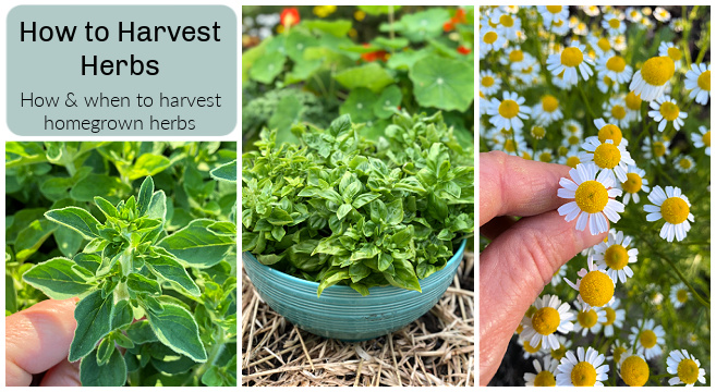 What to do with your harvested arugula