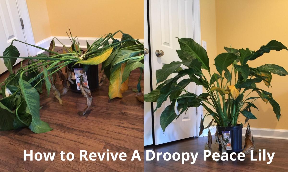 How do you revive a droopy peace lily Fast ways to nurse your plant to health