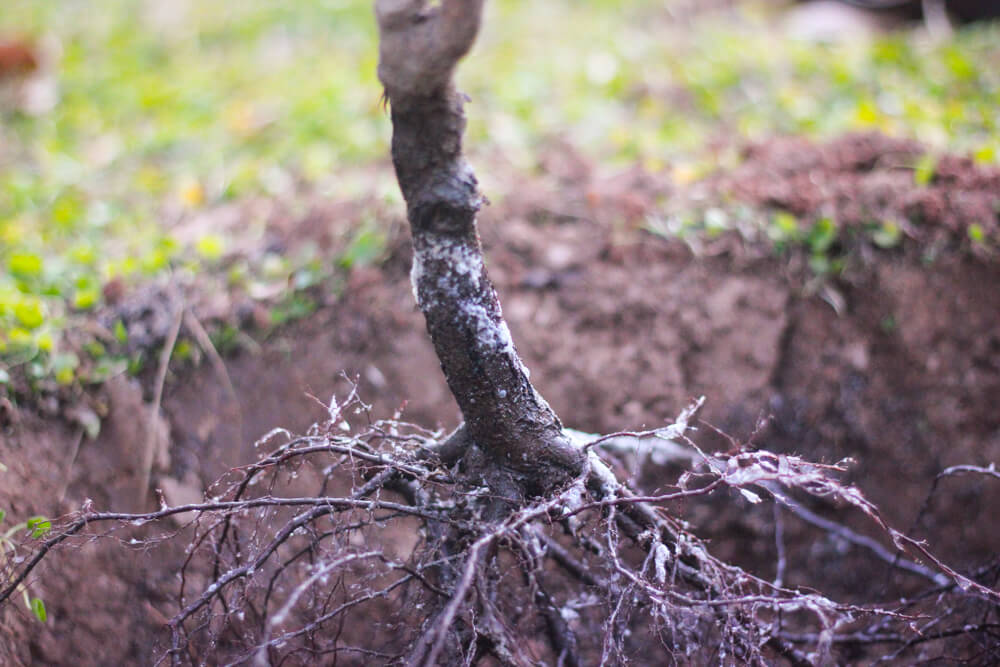 What can go wrong when planting bare root trees