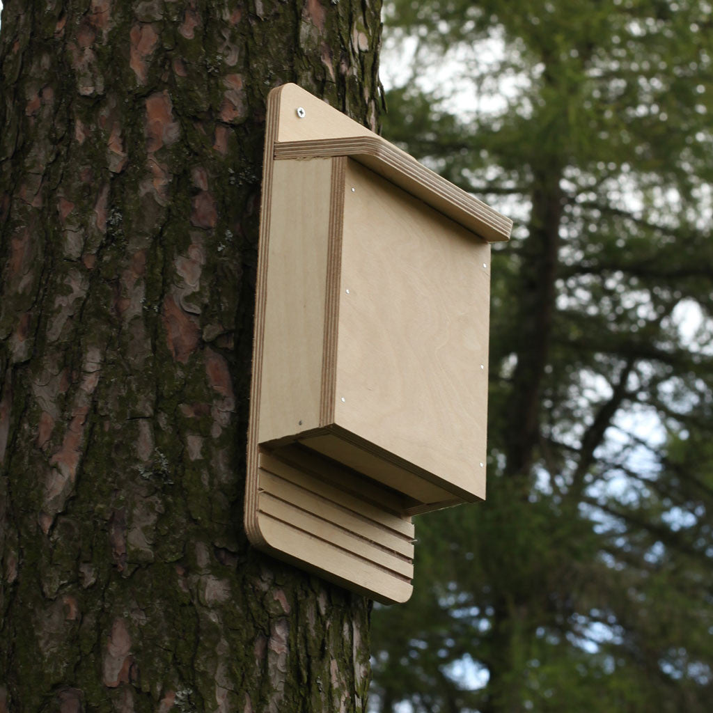 Where should a bat box be placed