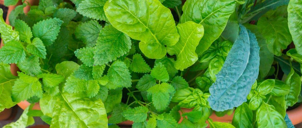 Companion plants to consider planting alongside kale and tomatoes
