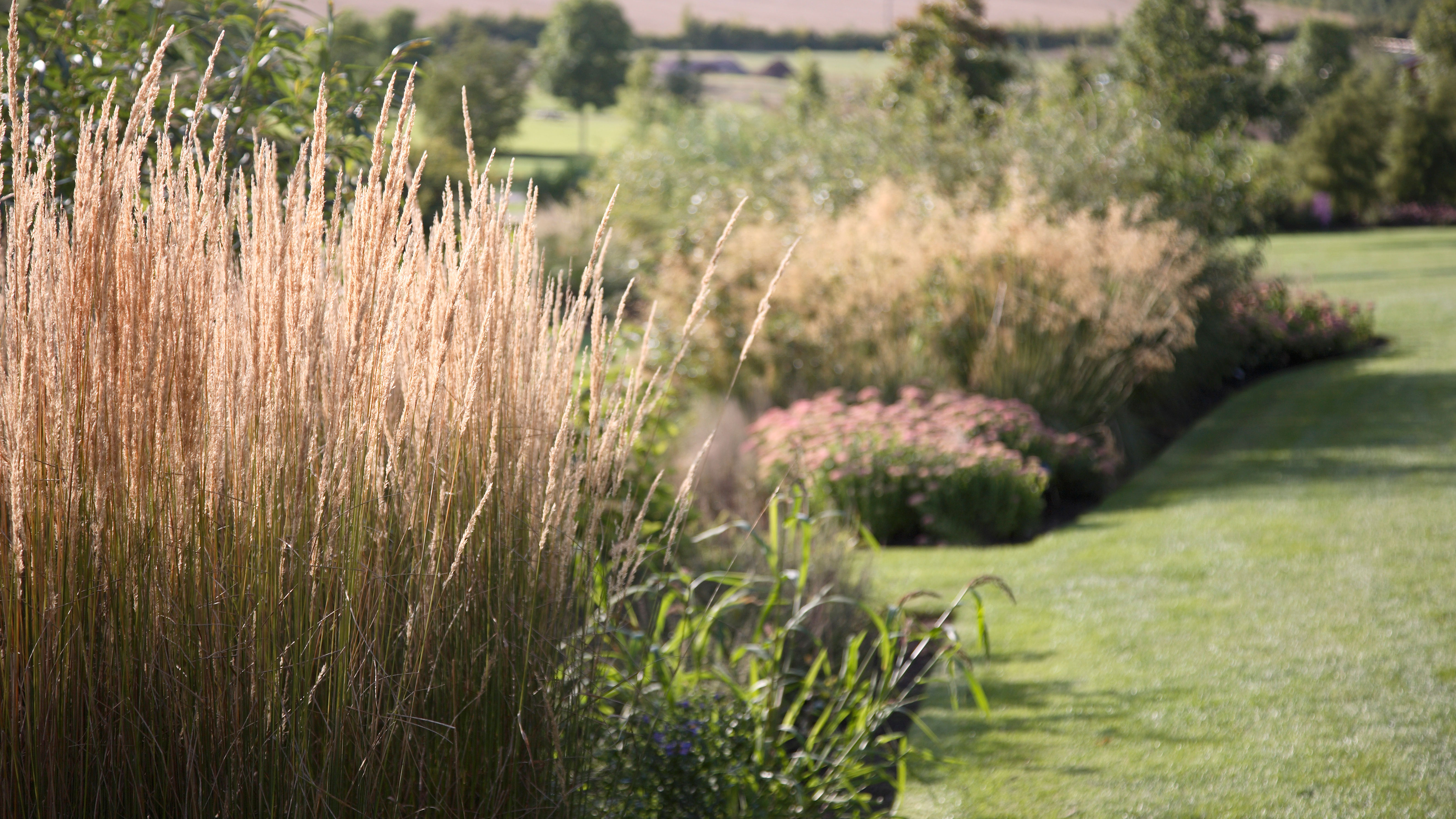 What are the different types of ornamental grasses