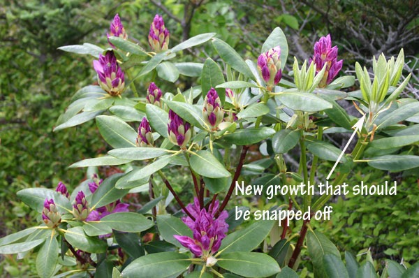 3. Encourage bushy growth