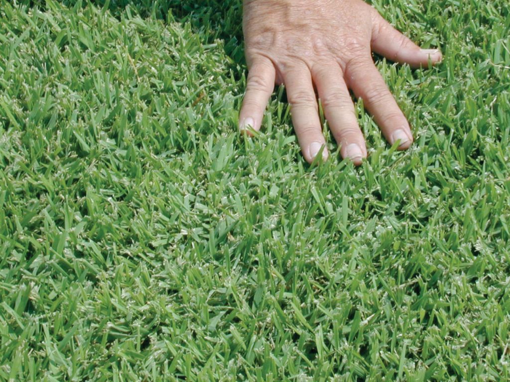 The best types of drought-tolerant grass – top varieties for lawns in dry climates