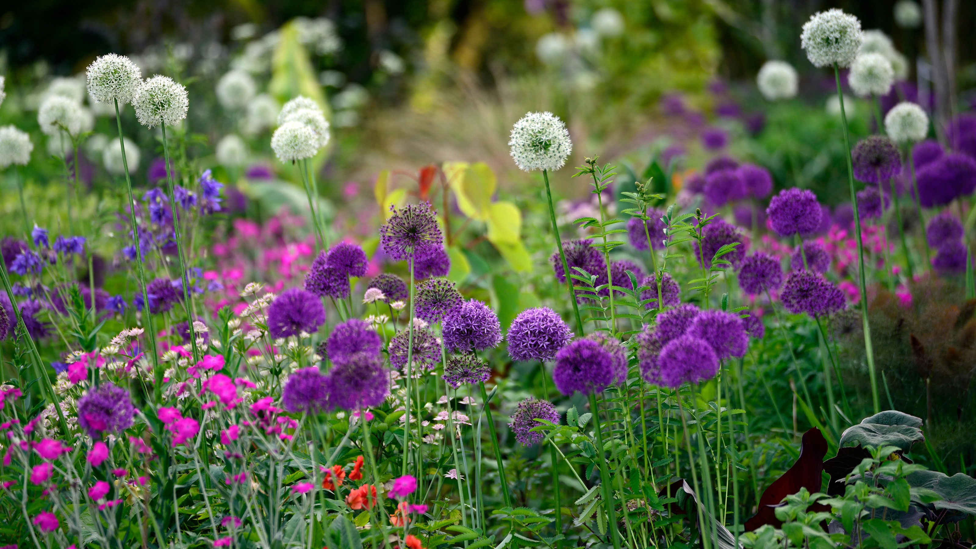 The ideal time to plant allium bulbs