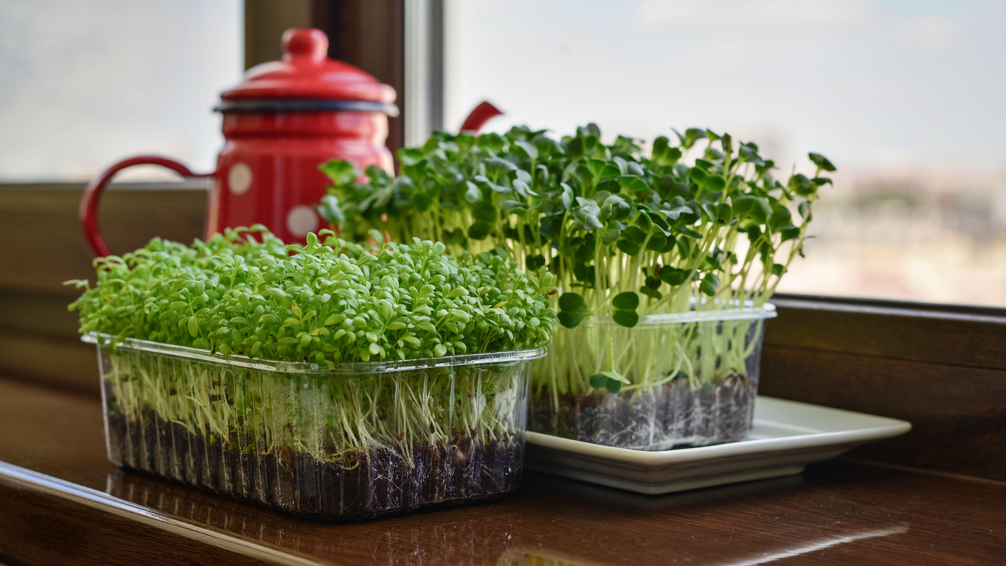 How to grow cress in soil