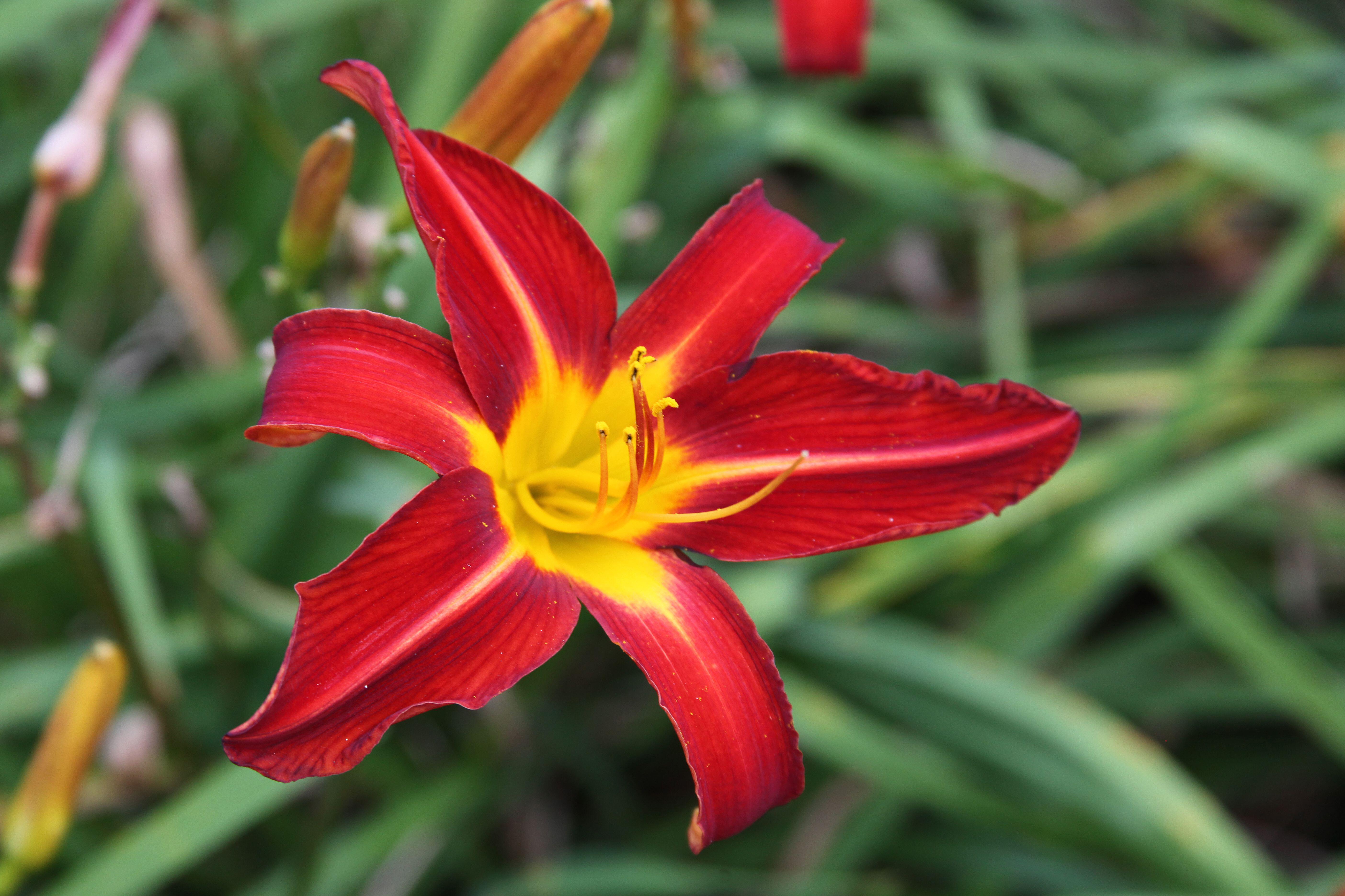 When to plant daylilies in spring