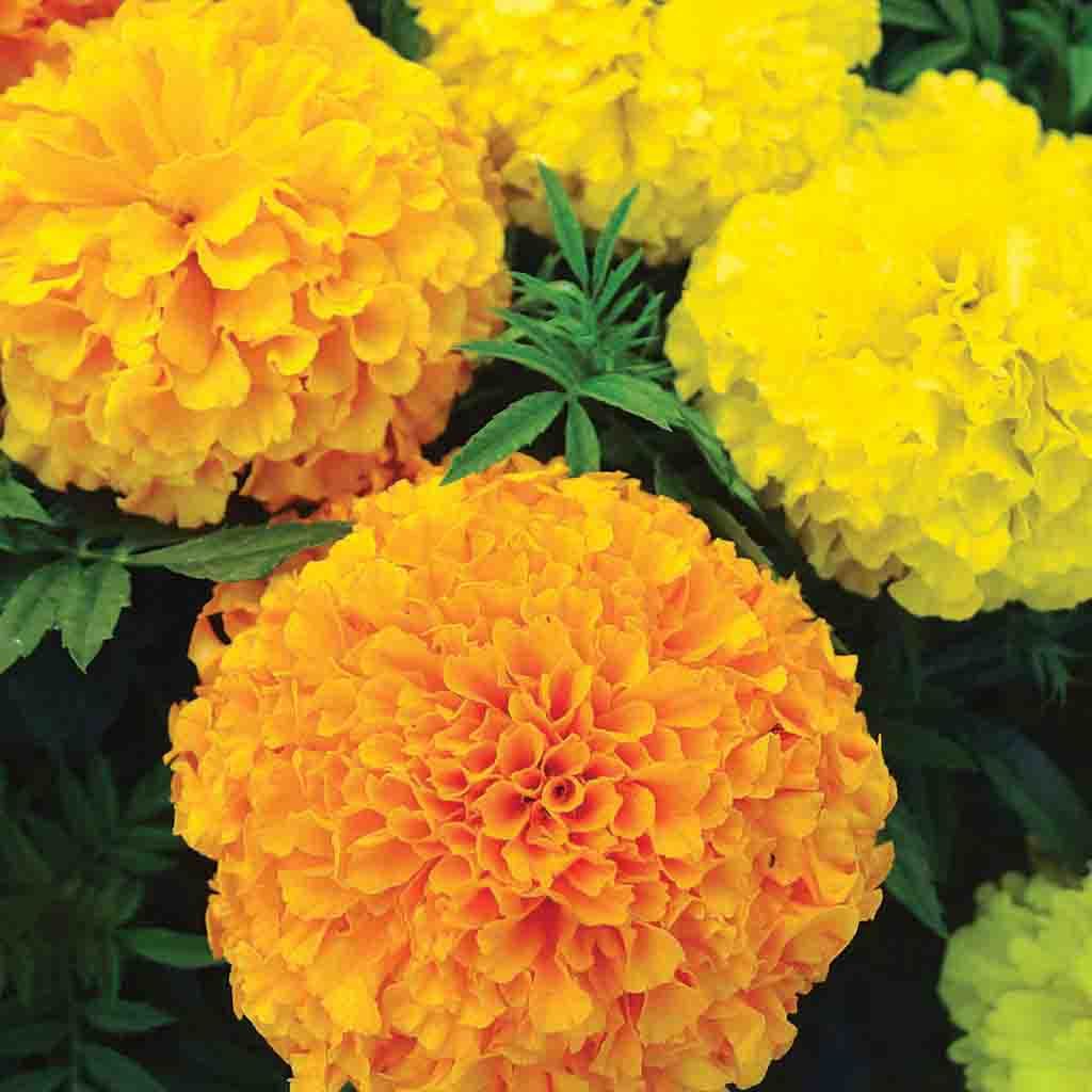 How often should you water your marigolds in warm temperatures