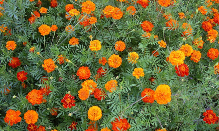 How often should you water marigolds Plant experts share their best practices