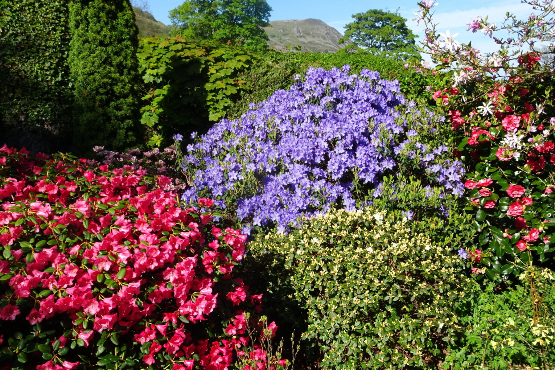 How to care for rhododendrons
