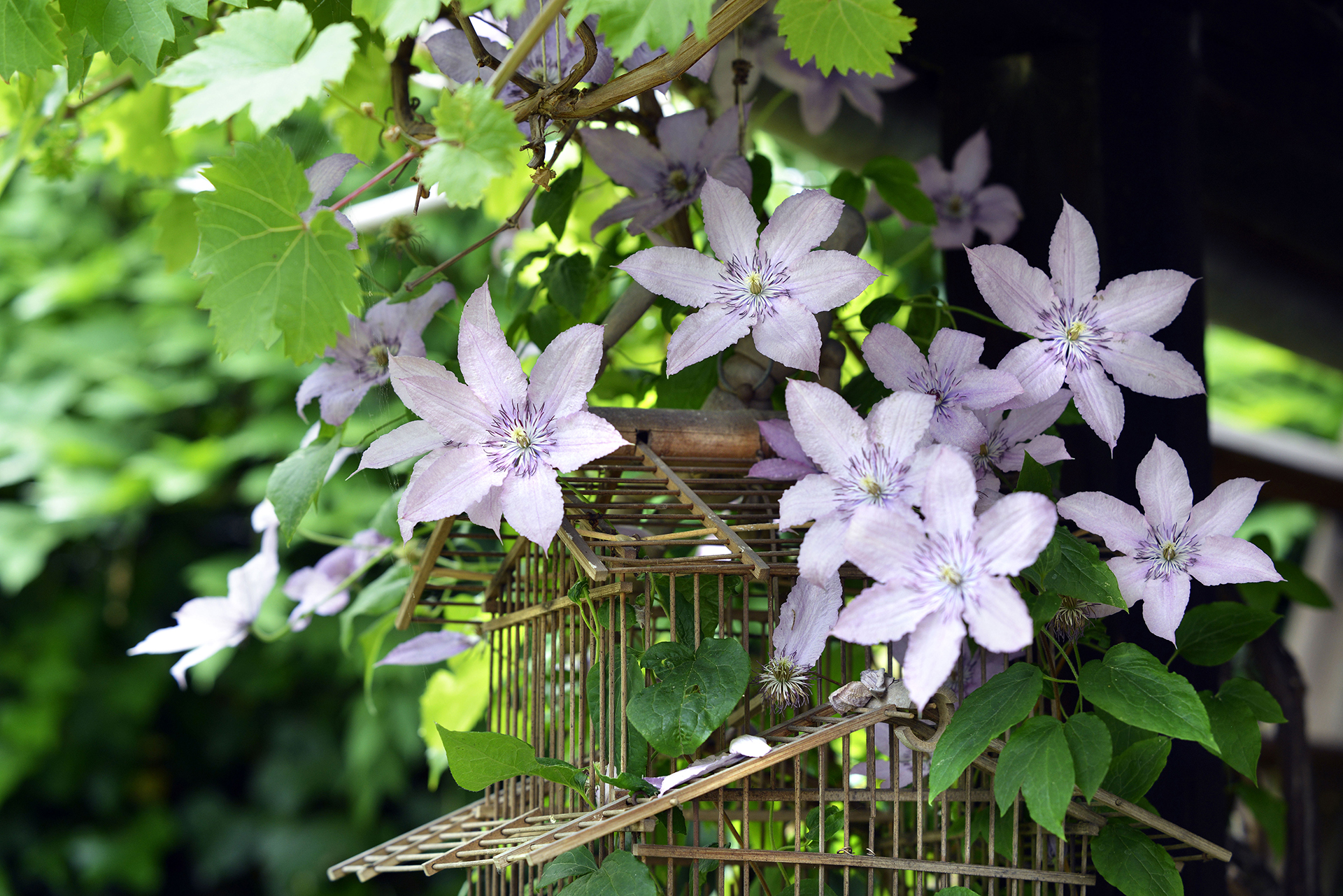 Should I deadhead clematis Expert tips on how to get a second set of blooms