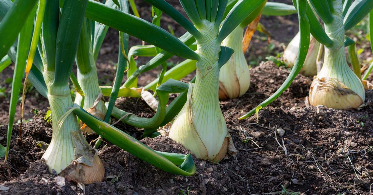 Do onions like manure?