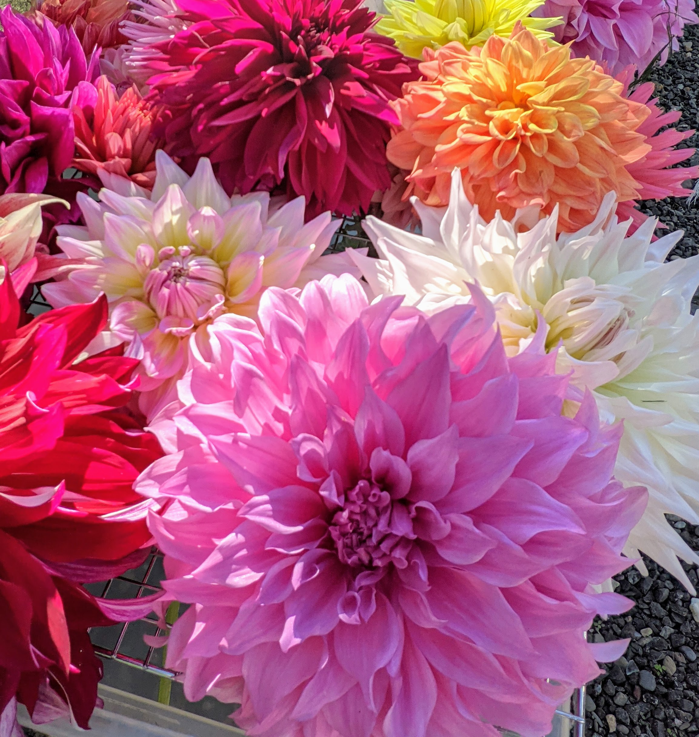 March to June: Start planting dahlias