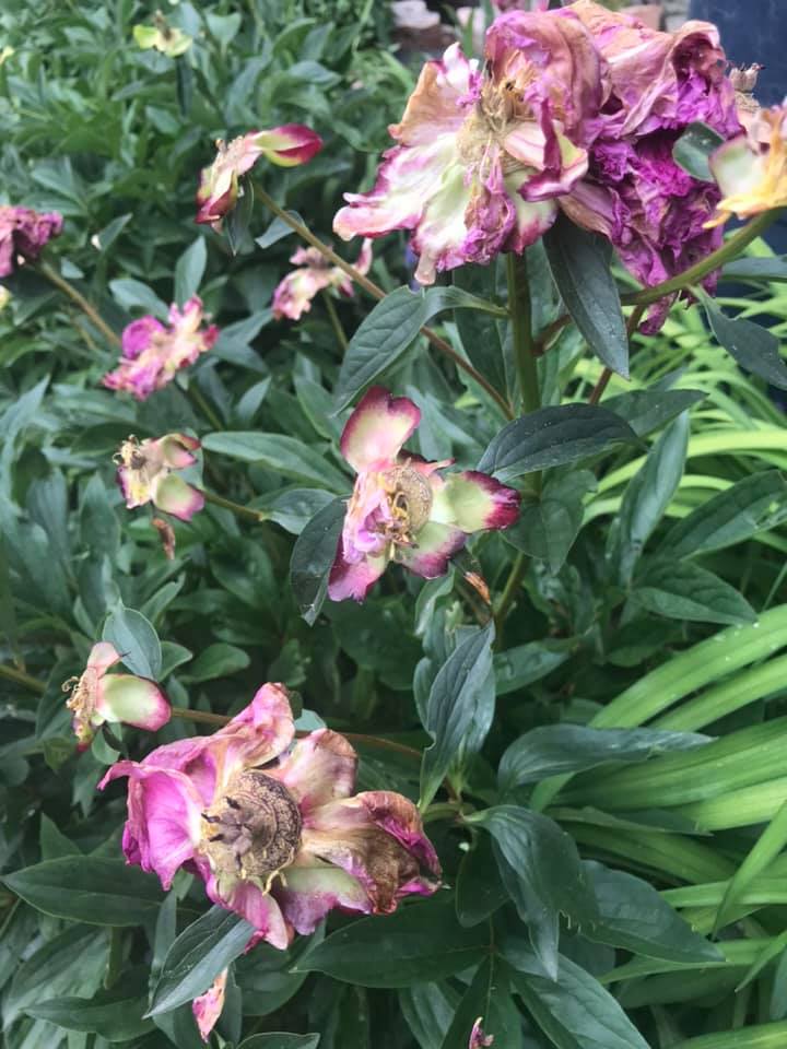 Should you deadhead peonies Expert reveals the benefits of removing spent flower heads
