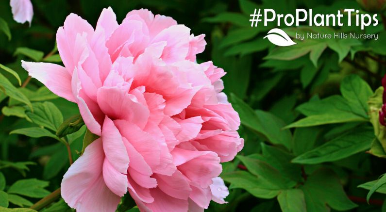 When to cut back peonies – expert guide