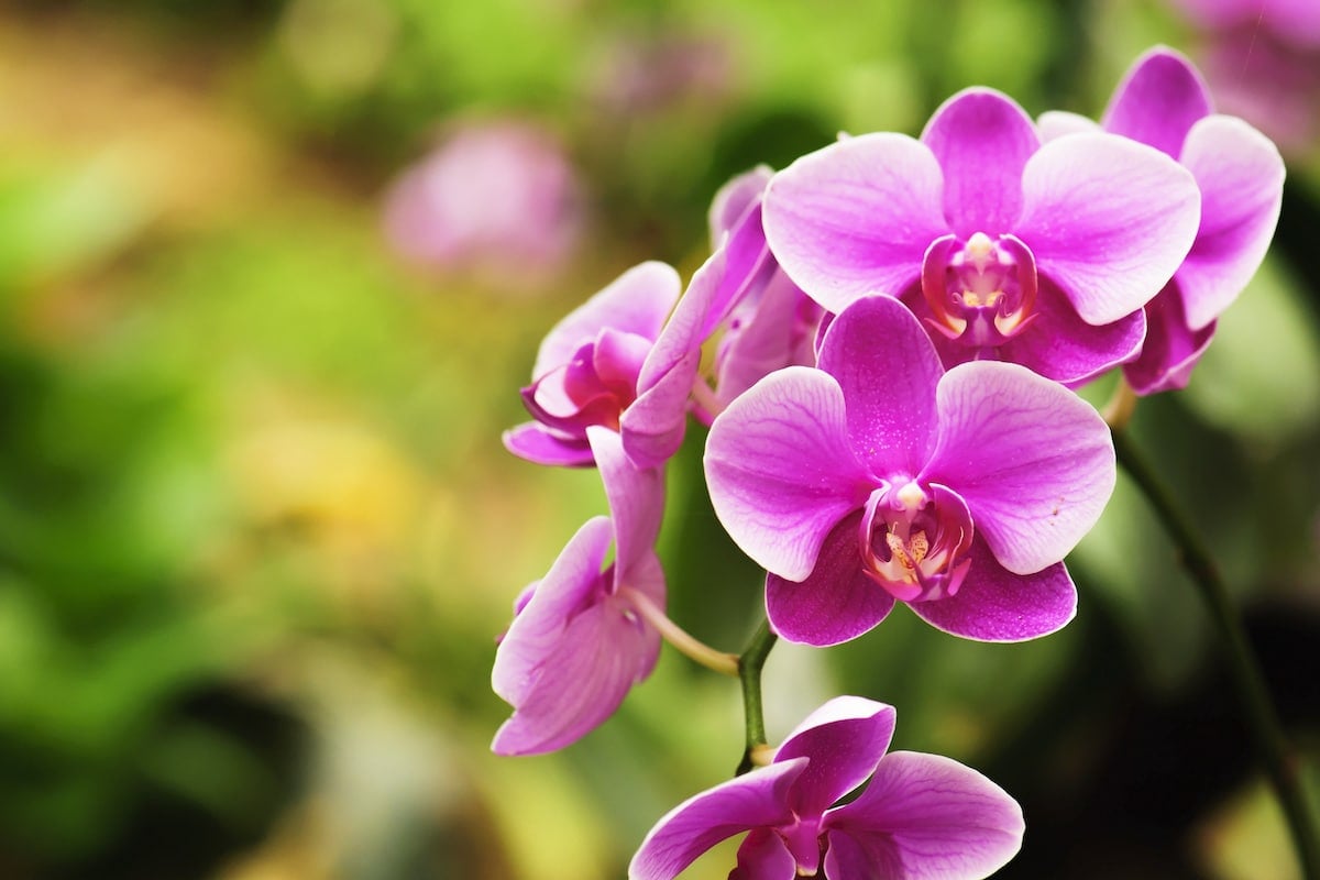 Do orchids like to be root bound