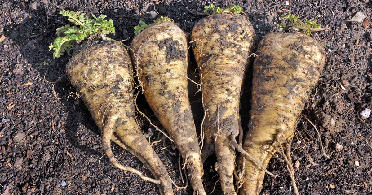 Can you grow parsnips in a greenhouse?