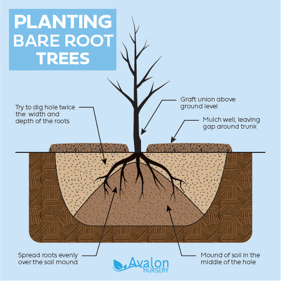 What to consider when planting bare root trees