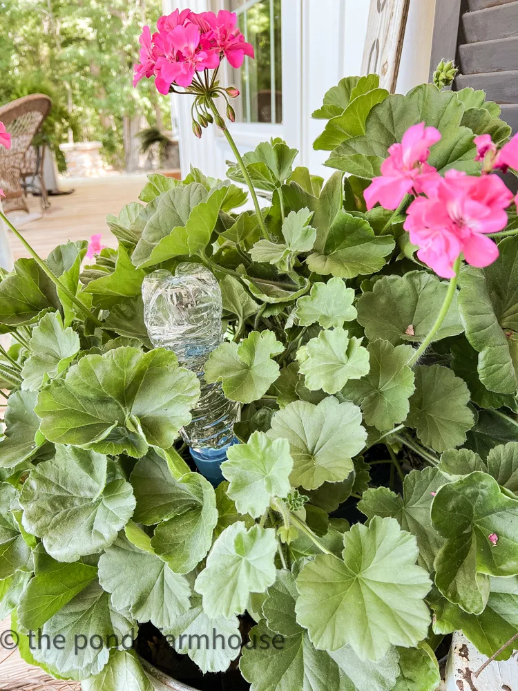4 Use fertilizer to increase blooms