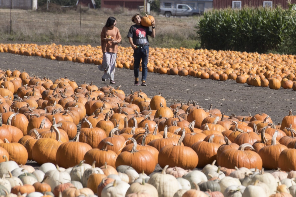 When to plant pumpkins – for a bumper crop in time for Halloween