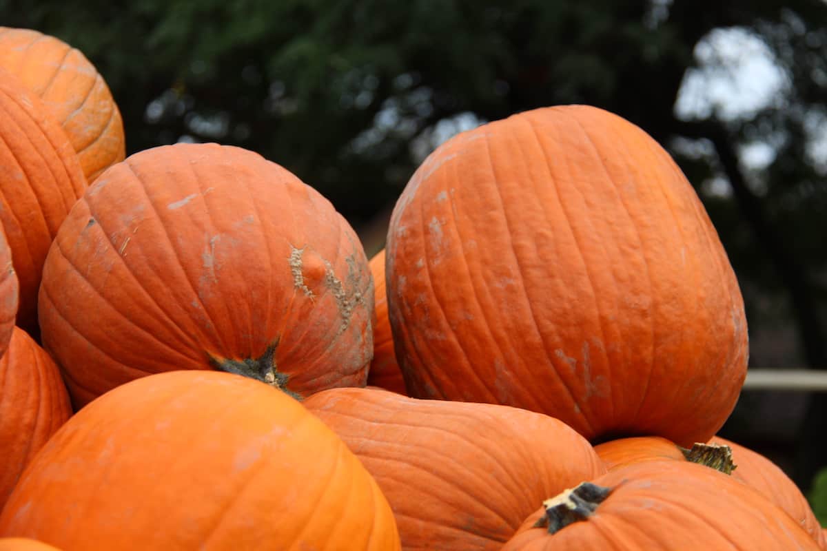 When to plant pumpkins