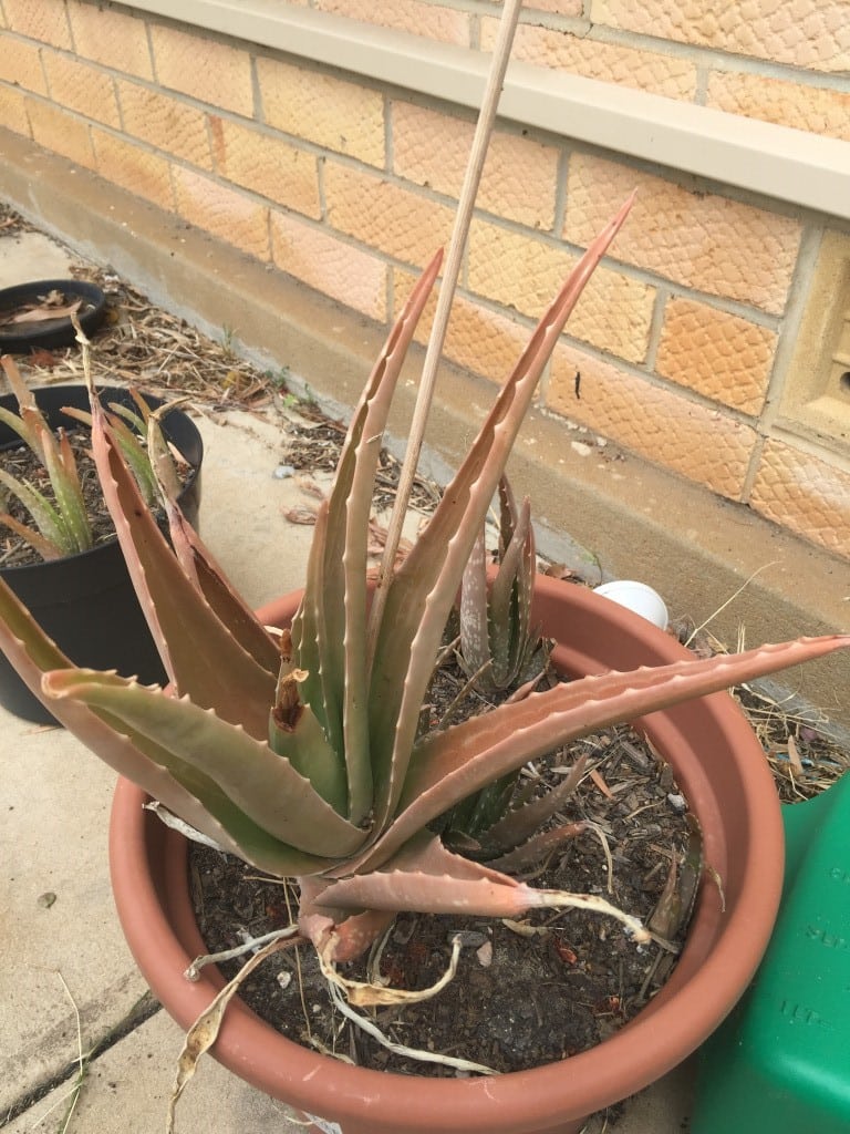 Causes of aloe plant turning brown